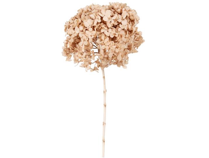 Getrocknete Hortensie, beige