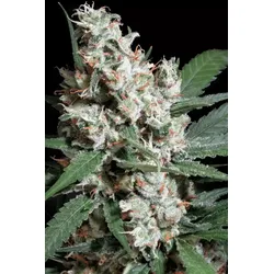 Paradise Seeds L.A. Amnesia 3 Samen - 3