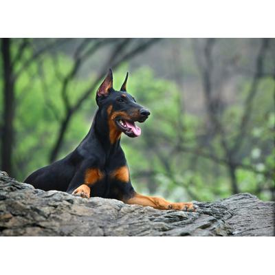 Fototapete PAPERMOON "Hund in Natur", bunt, B:2,5m L:1,86m, Vlies, Tapeten
