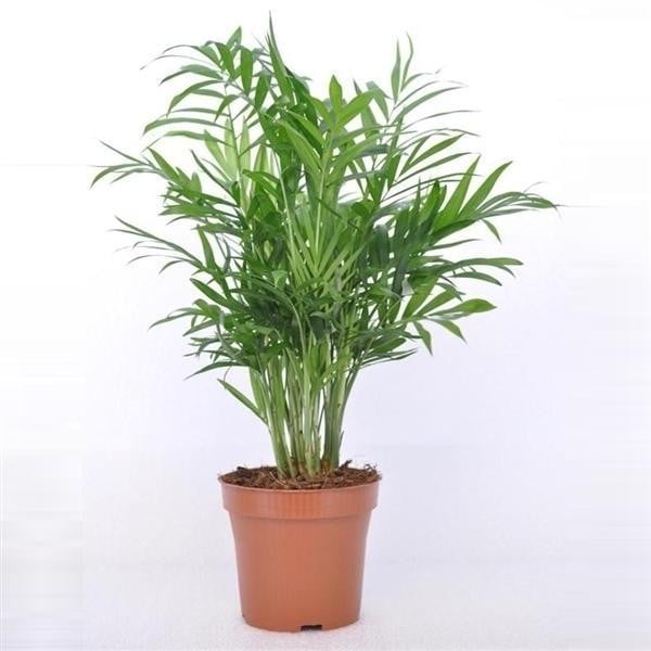Chamaedorea elegans Bergpalm kamerplant, 30 cm