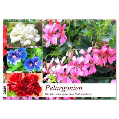 Pelargonien. Die Klassiker unter den Blühwundern (Wandkalender 2026 DIN A3 quer), CALVENDO Monatskalender