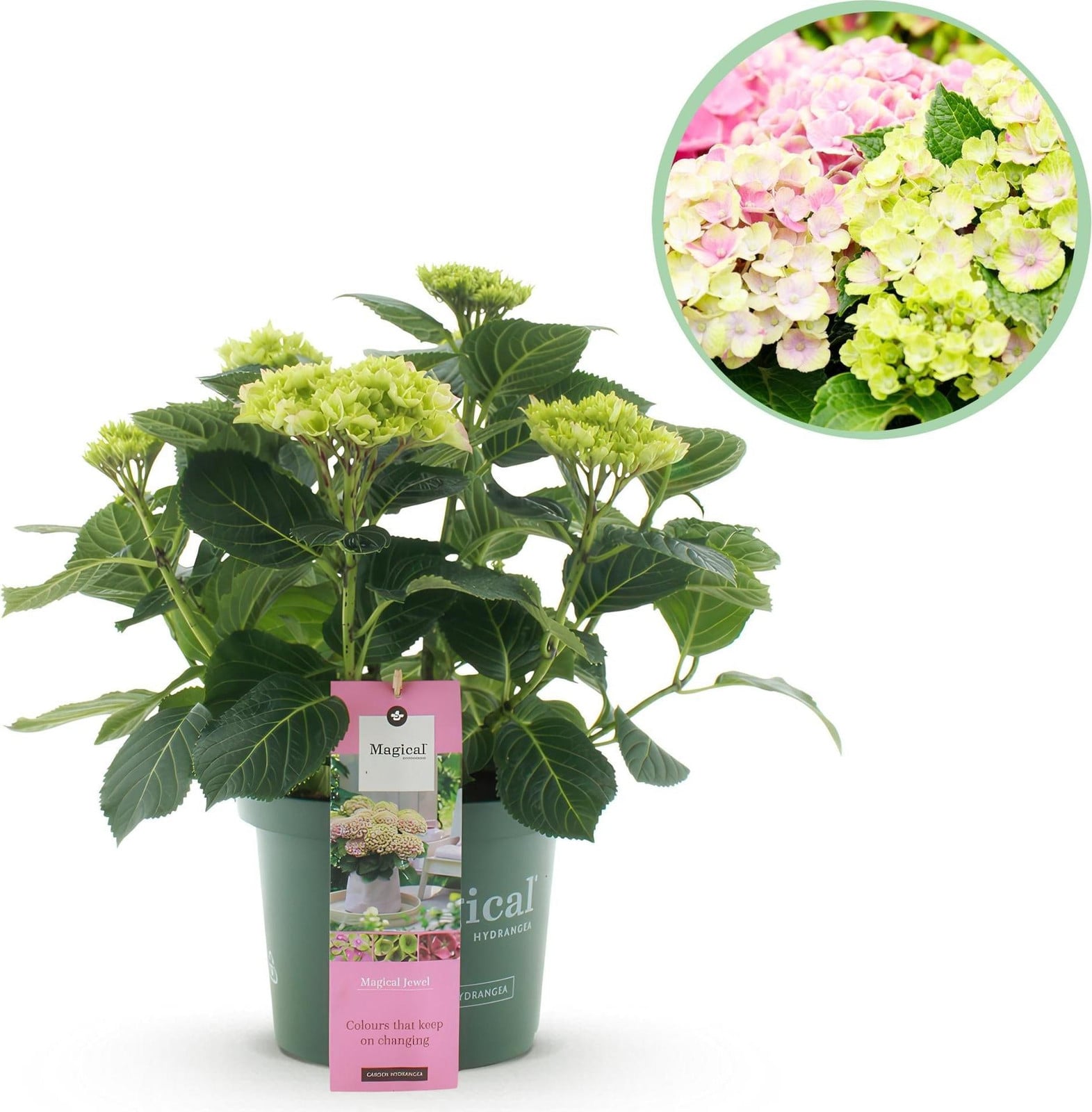 Oasis of Life Hortensia Magical Jewel Pink Hydrangea macrophylla roze balkonplant 23 cm