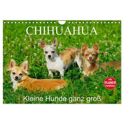 Chihuahua - Kleine Hunde ganz groß (Wandkalender 2027 DIN A4 quer), CALVENDO Monatskalender