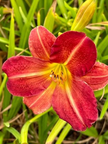 6x Daglelie Hemerocallis Red Rum