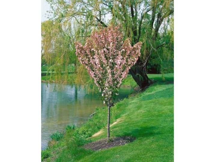 Apfelbaum 'Adirondack' 150-200 cm Topf Malus Obstbaum winterhart Weiße Blüten Mai bis Juni, essbare Früchte, sonnig bis halbschattig, schmal aufrecht, winterhart bis -34 °C