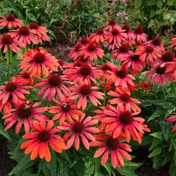 Purpur-Sonnenhut – Echinacea purpurea 'Pearl Red'