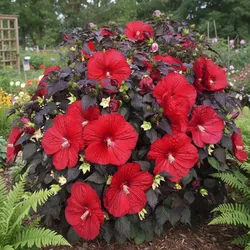 Mehrjähriger Hibiskus ‘Summerific® Holy Grail’