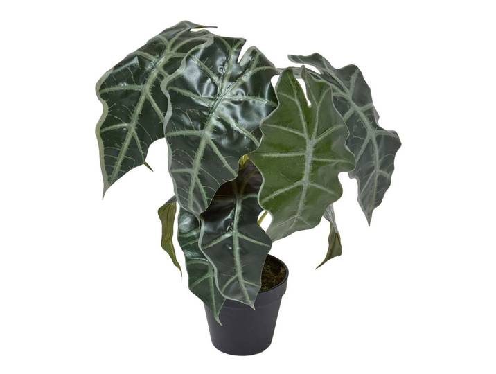 KUNSTPFLANZE Alocasia, 50 cm