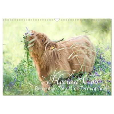 Heelan' Coo - Gutmütige Zottel (mit Terminplaner) (Wandkalender 2027 DIN A3 quer), CALVENDO Monatskalender