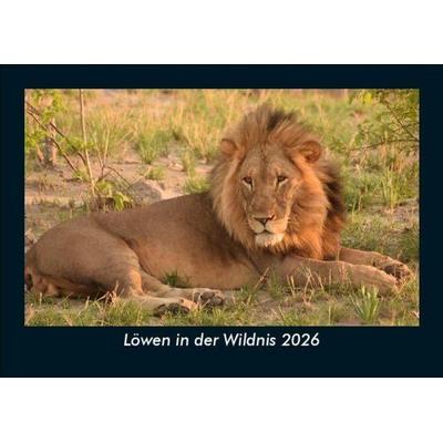Löwen in der Wildnis 2026 Fotokalender DIN A5