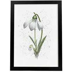 POSTER Schneeglöckchen 1 Im Nordischen Stil. A3 Rahmenlos