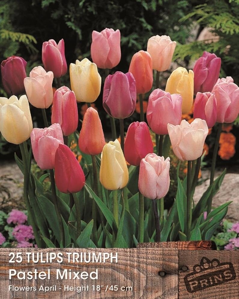 25 Prins tulpen bollen in pastel mix