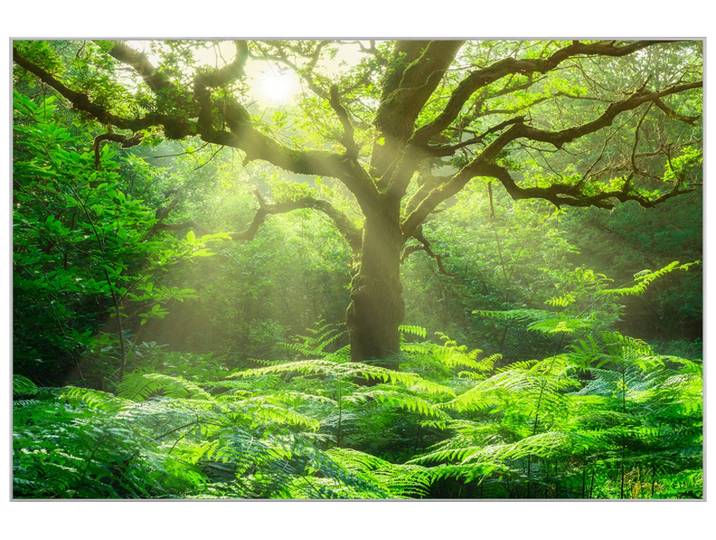 Bild mit Rahmen Baum im Wald image LAND