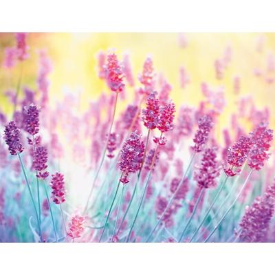 Fototapete PAPERMOON "Lavender Flower", bunt, B:3m L:2,23m, Vlies, Tapeten