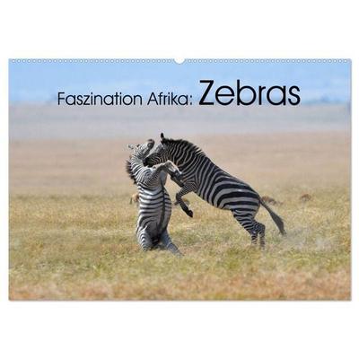 Faszination Afrika: Zebras (Wandkalender 2026 DIN A2 quer), CALVENDO Monatskalender