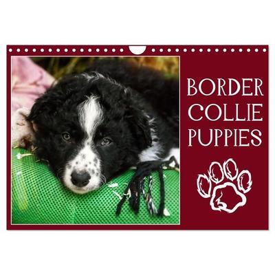 Border collie puppies (Calendrier mural 2027 DIN A4 vertical), CALVENDO calendrier mensuel