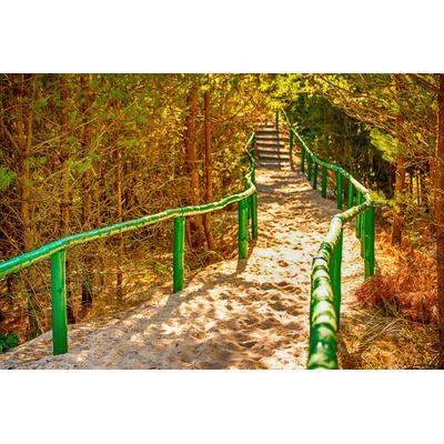 Fototapete PAPERMOON "Waldweg", bunt, B:4,5m L:2,8m, Vlies, Tapeten