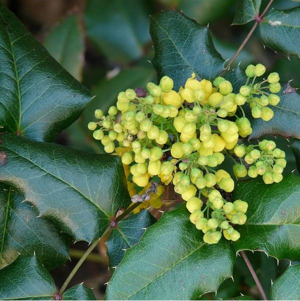 Mahonia media Winter Sun - Mahonie - 50-60 cm in pot