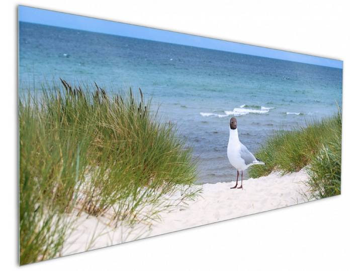 Wallario Küchenrückwand Möwe auf der Düne, (1-tlg)