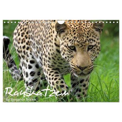 Raubkatzen (Wandkalender 2026 DIN A4 quer), CALVENDO Monatskalender