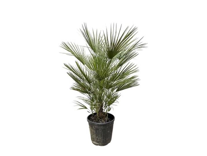 Zwergpalme Chamaerops Humilis 30cm Topf 150cm hoch