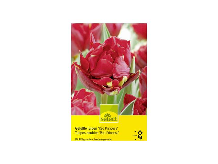 Select Blumenzwiebel Gefüllte Tulpen Red Princess ''