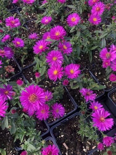 6x Aster dumosus Starlight - GRDplanten - Meerjarige sierplant