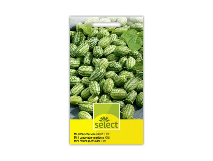 Select Mexikanische Mini-Gurke Olé