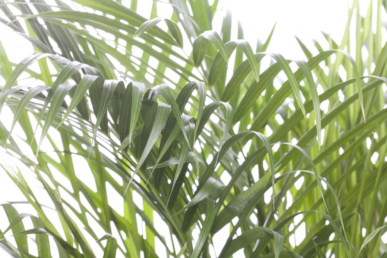 Pflanzen Dypsis Lutescens Goldfruchtpalme 60 cm 14 cm Topf