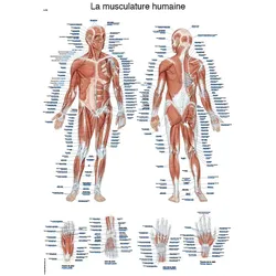 Lehrtafel  La musculature humaine  50x70cm
