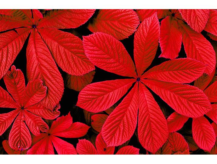 Papermoon ROTE HERBST-BLÄTTER-BLUME DEKOR MUSTER PFLANZE ORCHIDEE