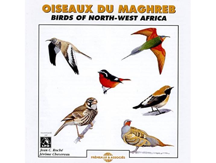 OISEAUX DU MAGHREB