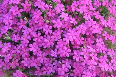 6 x Phlox (d) 'Crackerjack' Vlammende Phlox, Pot van 9 x 9 cm