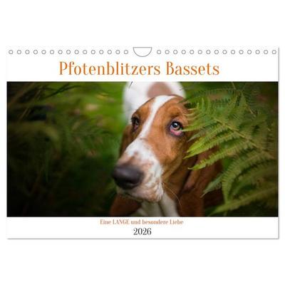 Der Basset, eine LANGE und besondere Liebe (Wandkalender 2026 DIN A4 quer), CALVENDO Monatskalender