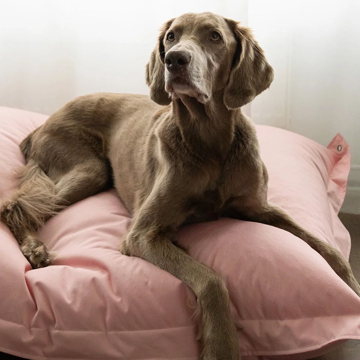 Paikka Lazy Hundbädd Rosa 150x120cm