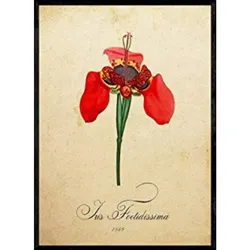 POSTER Schwertlilie. A4 Rahmenlos
