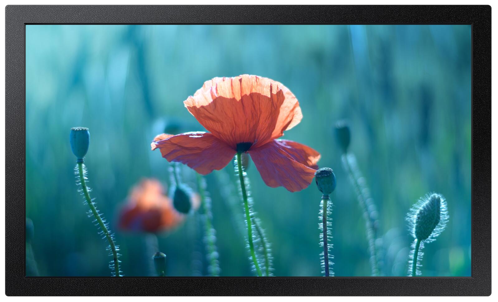 Samsung QB13R-M Smart Signage Display 33,7 cm 13,27 Zoll LH13QBRMBGCXEN