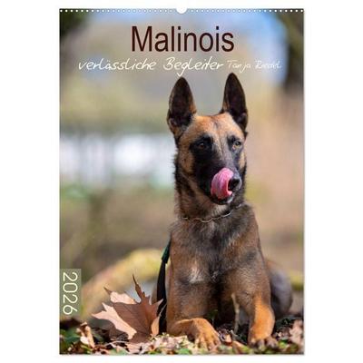 Malinois verlässliche Begleiter (Wandkalender 2026 DIN A2 hoch), CALVENDO Monatskalender