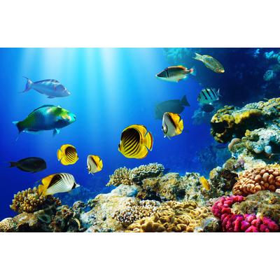 Fototapete PAPERMOON "UNTERWASSER-WELT-FISCHE KORALLE SEE MEER TIERE OZEAN", bunt, B:3,5m L:2,6m, Vlies, Tapeten