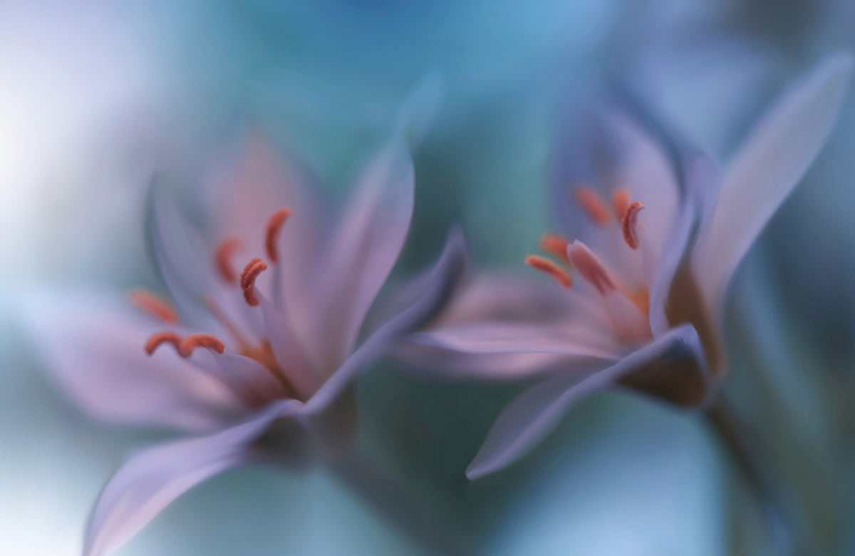Fototapete PAPERMOON "Zen Wassertropfen mit Blume Makro", bunt, B:3,5m L:2,6m, Vlies, Tapeten, Fototapete bunt B/L: 3,5m x 2,6m, Bahnen: 7 Stk.