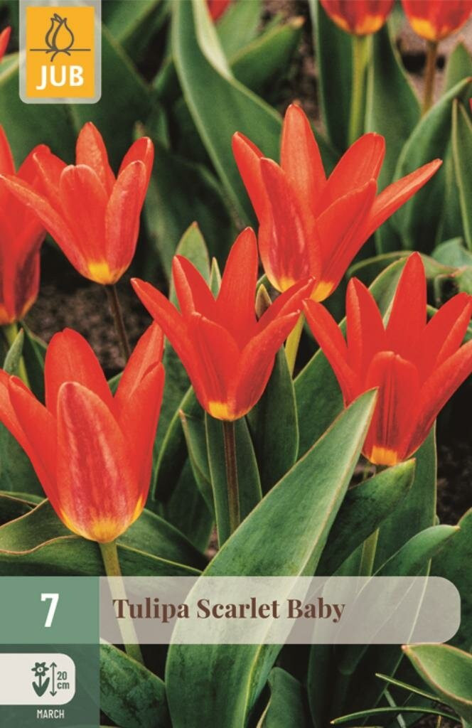 JUB Tulipa Scarlet Baby 7 bloembollen