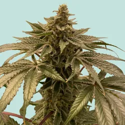Mainhattan Seeds Frankfurter Hase 5 Samen - 5