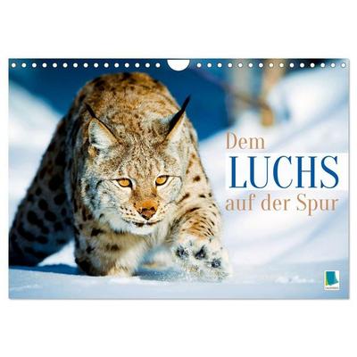 Dem Luchs auf der Spur (Wandkalender 2027 DIN A4 quer), CALVENDO Monatskalender