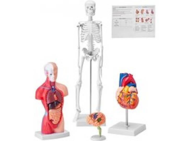 VEVOR 4-teilige Menschliche Anatomiemodelle Menschlicher Körper Anatomie Modell, Vollskelett / Vollorganset / Herz / Gehirn Abnehmbarer Menschlicher Körper Modell, für Medizinstudenten Ärzte & Lehrer