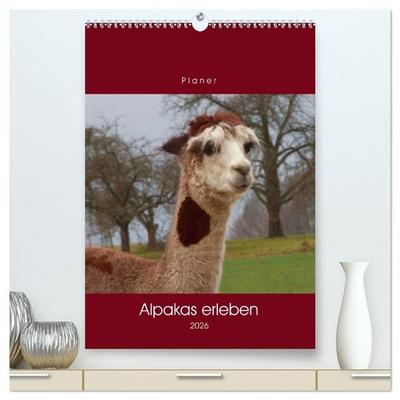Alpakas erleben (hochwertiger Premium Wandkalender 2026 DIN A2 hoch), Kunstdruck in Hochglanz