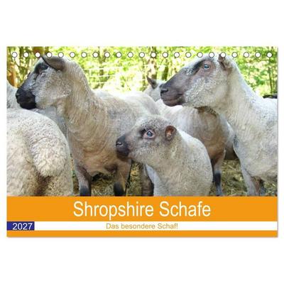 Shropshire Schafe (Tischkalender 2027 DIN A5 quer), CALVENDO Monatskalender