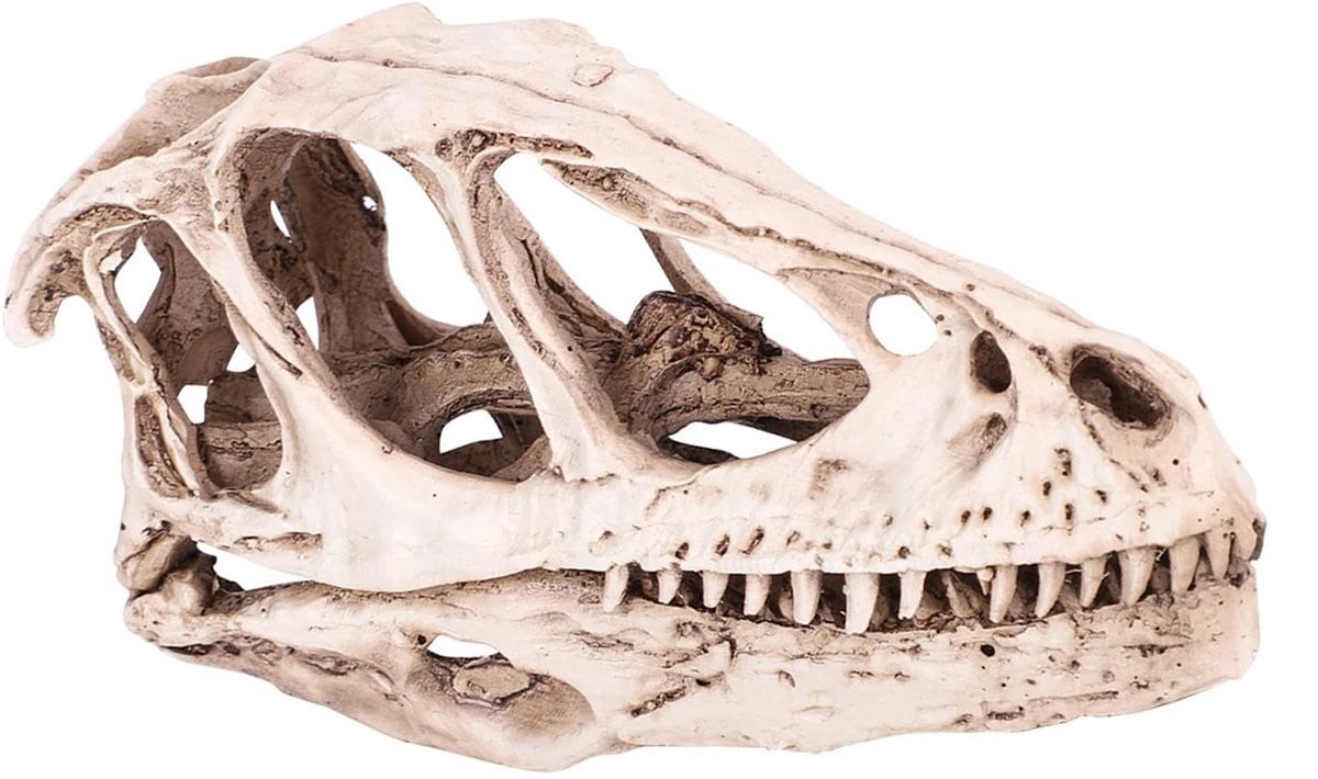 Dailygoods Dinosaurus Schedel Model - Realistisch Hars Decoratie - B/D/H: 12,5 x 4 x 6,5 cm