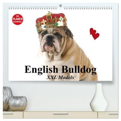 English Bulldog XXL Models (hochwertiger Premium Wandkalender 2027 DIN A2 quer), Kunstdruck in Hochglanz