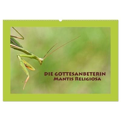 Die Gottesanbeterin Mantis Religiosa (Wandkalender 2026 DIN A2 quer), CALVENDO Monatskalender