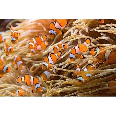 Fototapete PAPERMOON "Clownfische", bunt, B:3m L:2,23m, Vlies, Tapeten